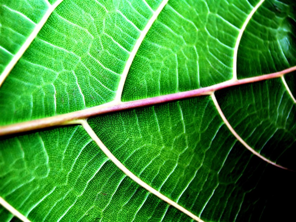Vista 植物壁紙(五) #22 - 1024x768