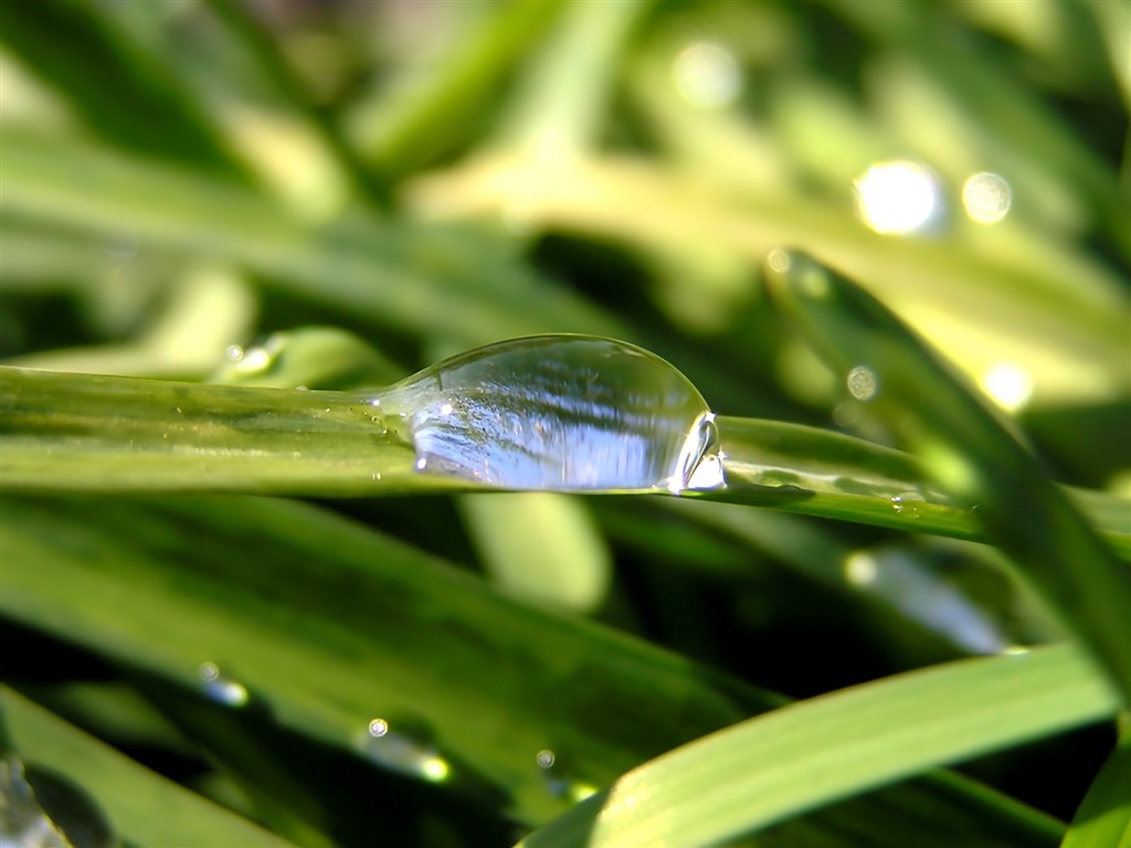  Vistaの植物の壁紙(5) #27 - 1024x768