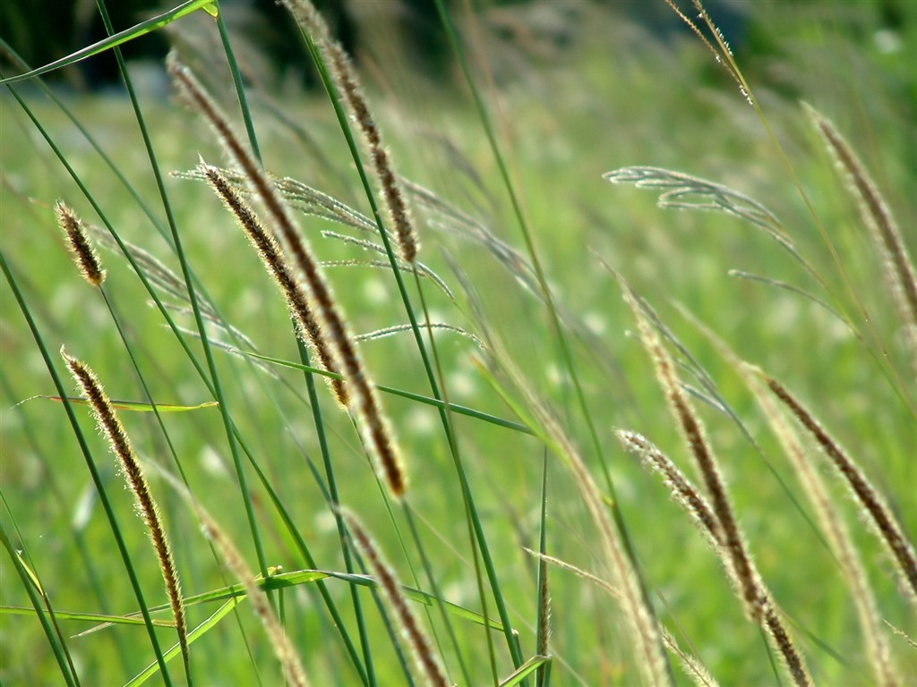 Vista 植物壁紙(五) #35 - 1024x768