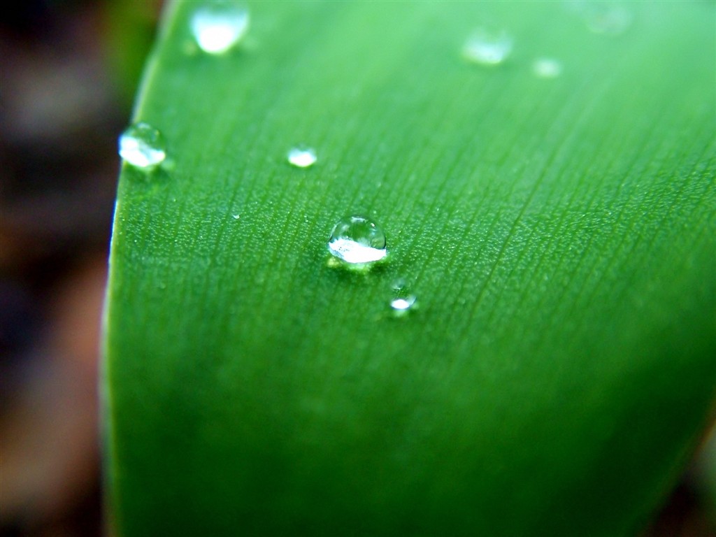 Vista 植物壁紙(五) #36 - 1024x768