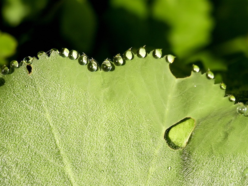  Vistaの植物の壁紙(5) #37 - 1024x768