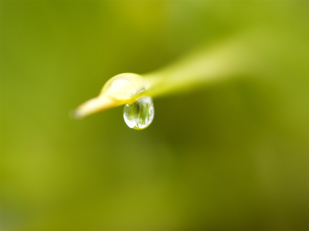 Vista 植物壁紙(五) #38 - 1024x768