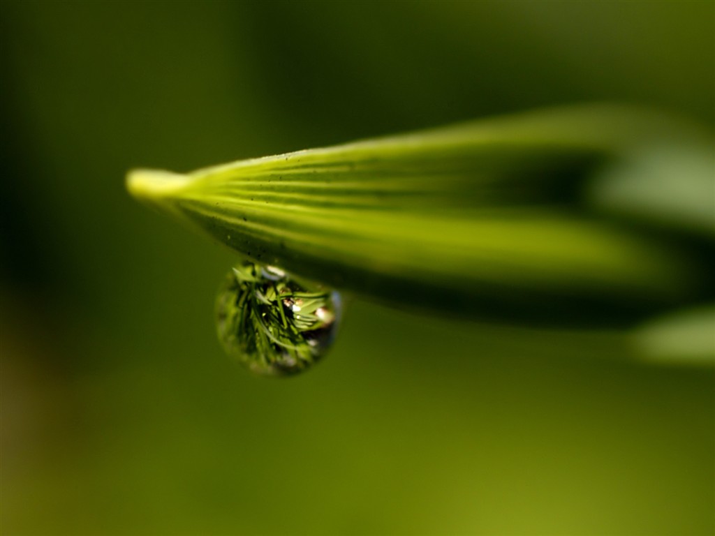 Vista 植物壁纸(五)40 - 1024x768