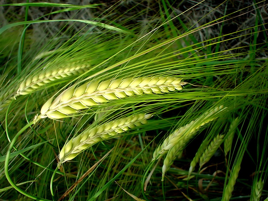 Vista 植物壁紙(七) #2 - 1024x768