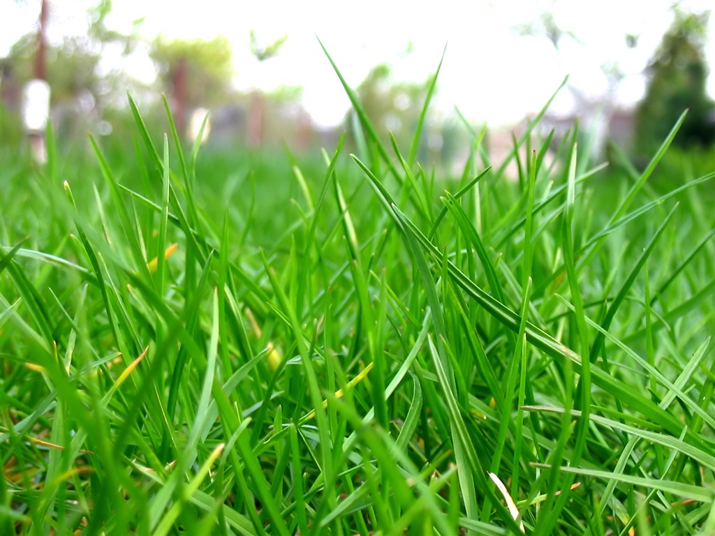 Vista 植物壁紙(七) #15 - 1024x768