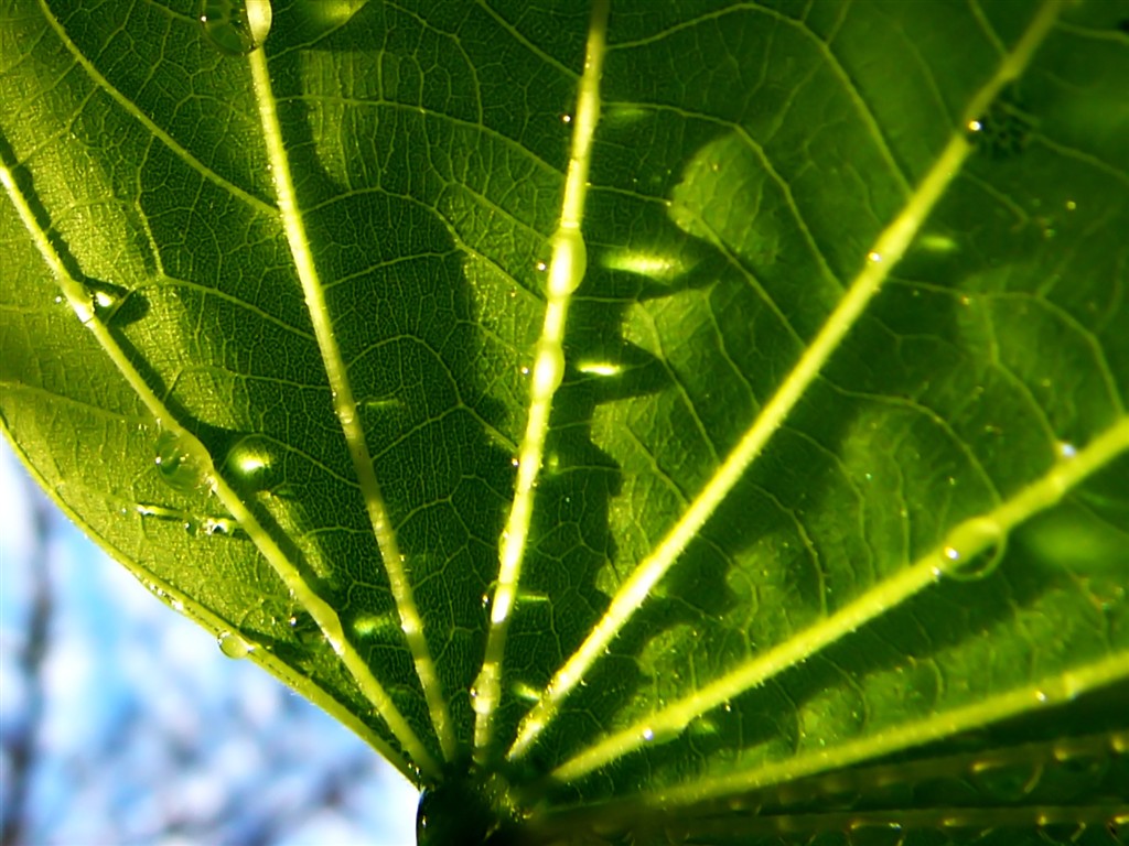 Vista 植物壁紙(七) #17 - 1024x768