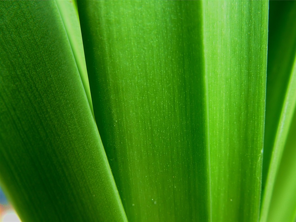 Vista 植物壁紙(七) #21 - 1024x768