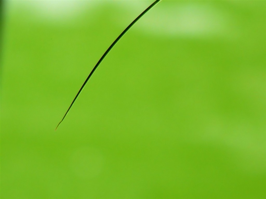 Vista 植物壁紙(七) #26 - 1024x768