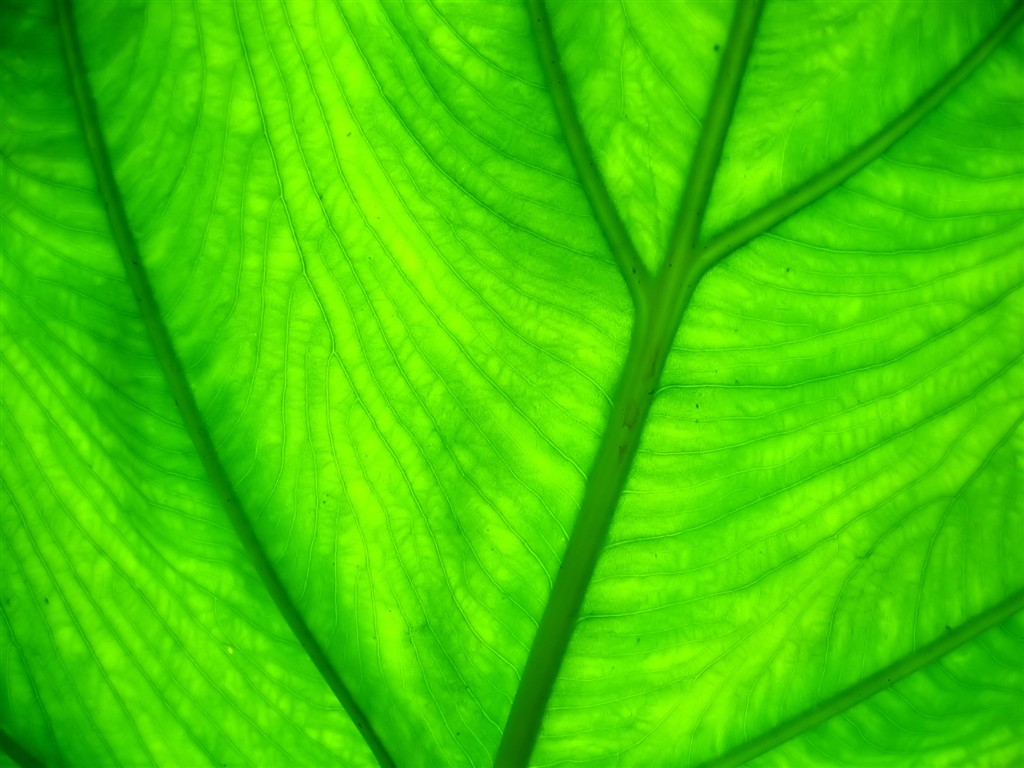 Vista Wallpaper plantes (7) #29 - 1024x768