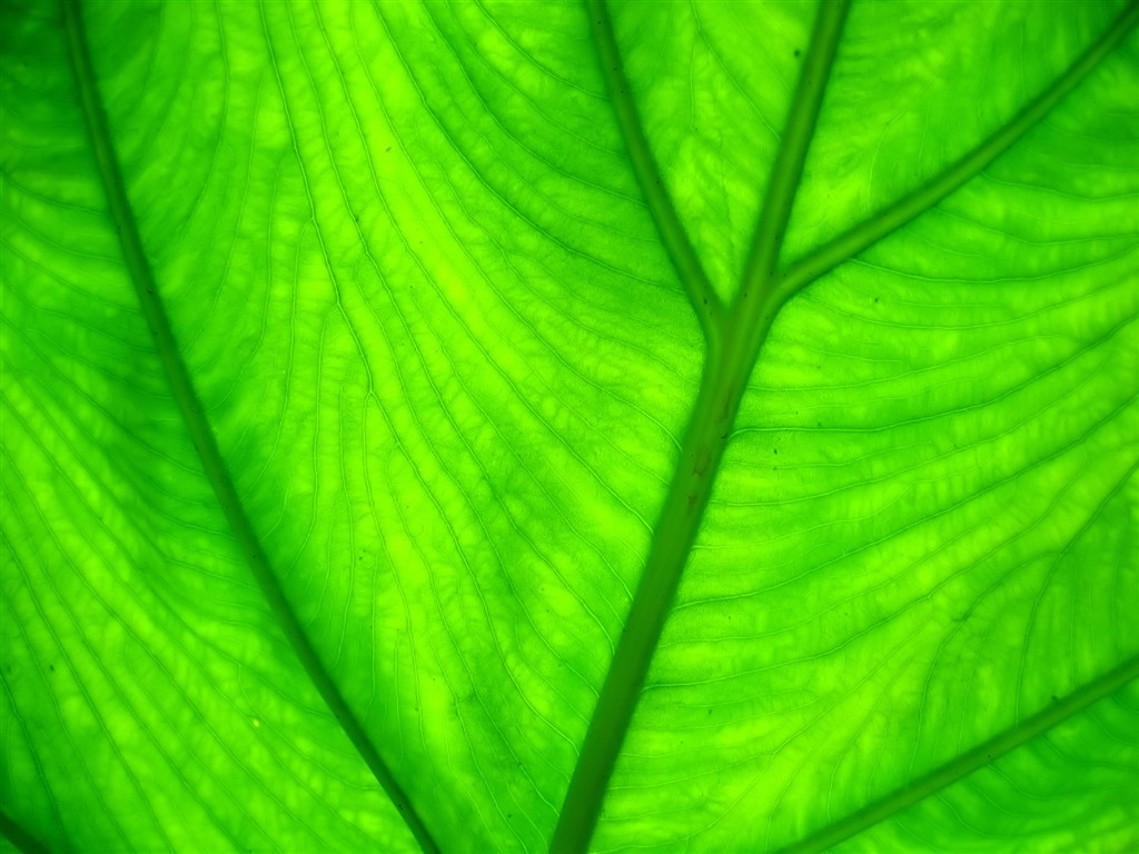 Vista 植物壁紙(七) #29 - 1024x768