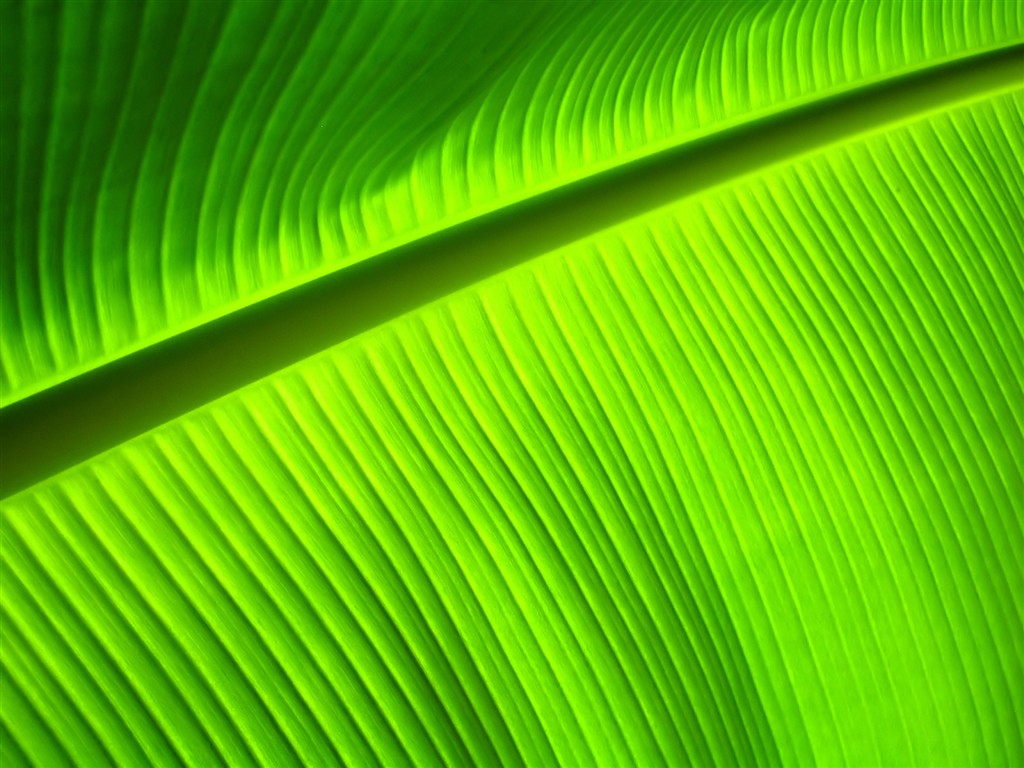 Vista 植物壁紙(七) #30 - 1024x768