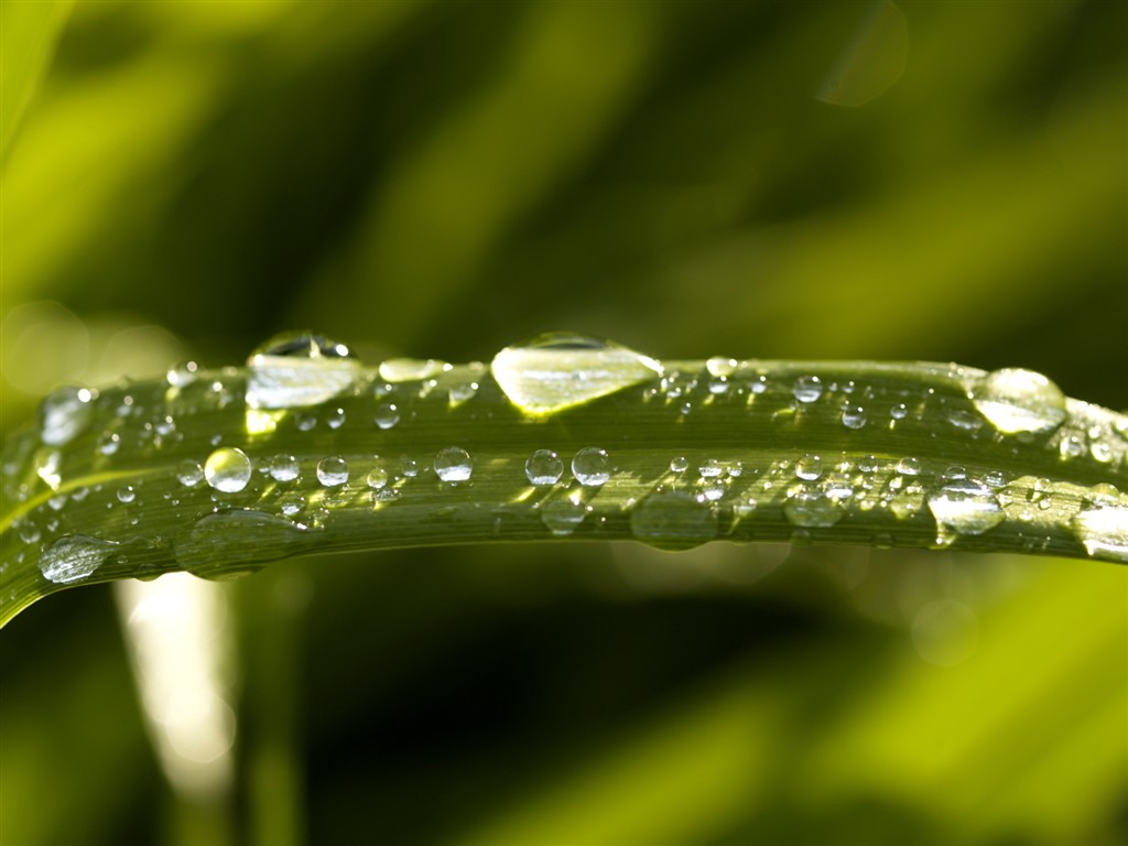 Vista 植物壁紙(七) #35 - 1024x768