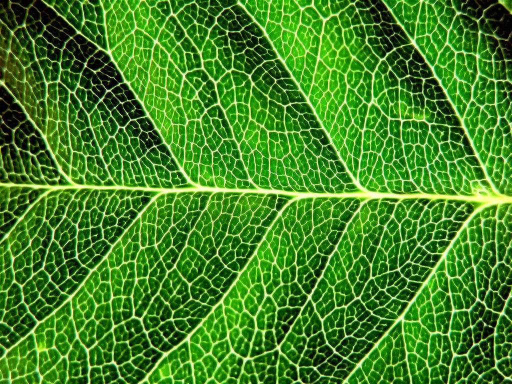 Vista Wallpaper plantes (7) #40 - 1024x768