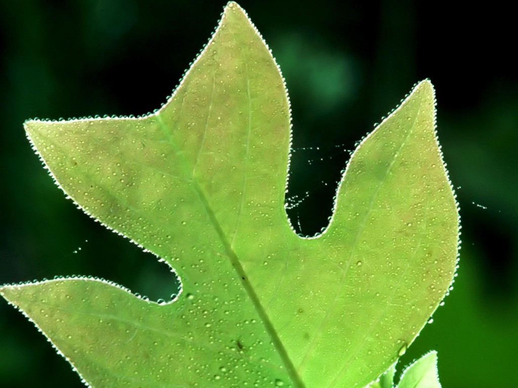 Vista 植物壁紙(八) #4 - 1024x768