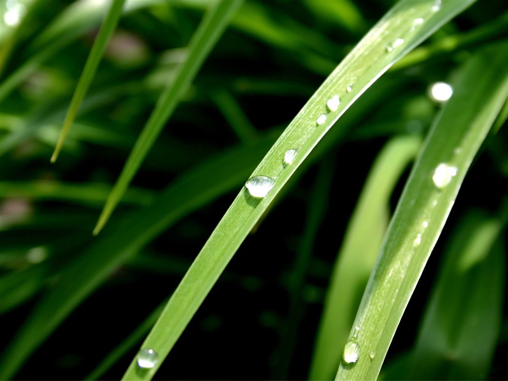 Vista 植物壁紙(八) #11 - 1024x768