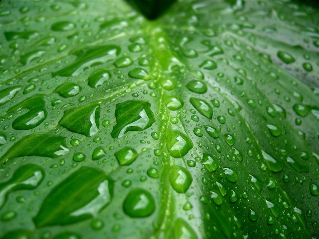 Vista Plant wallpaper (8) #14 - 1024x768