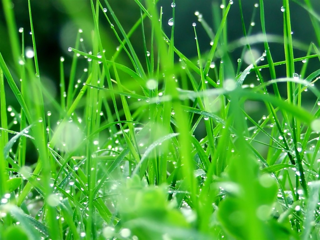 Vista 植物壁紙(八) #18 - 1024x768