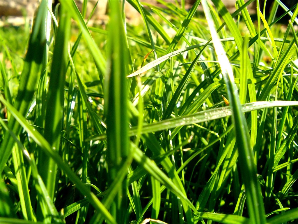 Vista 植物壁紙(八) #20 - 1024x768