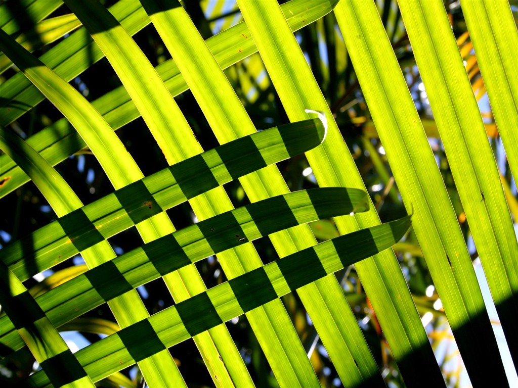 Vista 植物壁紙(八) #33 - 1024x768