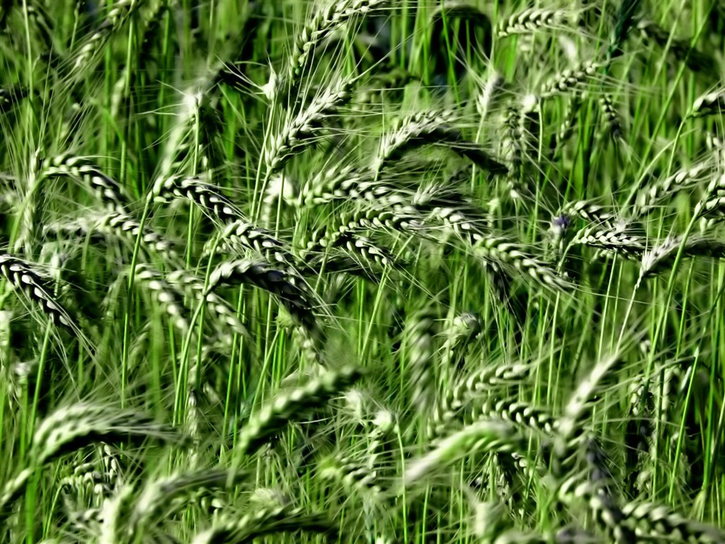Vista Plant wallpaper (8) #37 - 1024x768