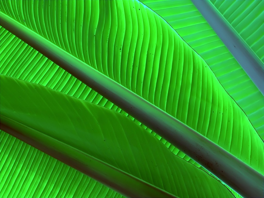 Vista Plant wallpaper (9) #4 - 1024x768