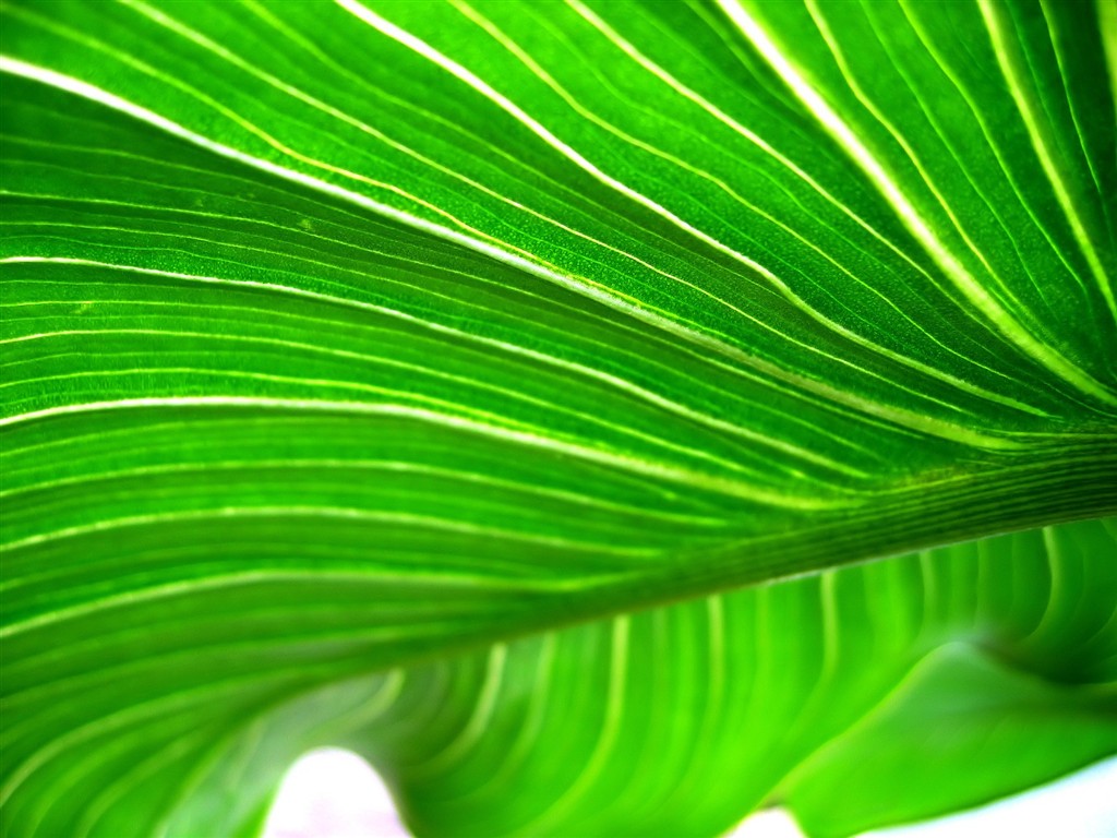 Vista 植物壁紙(九) #17 - 1024x768