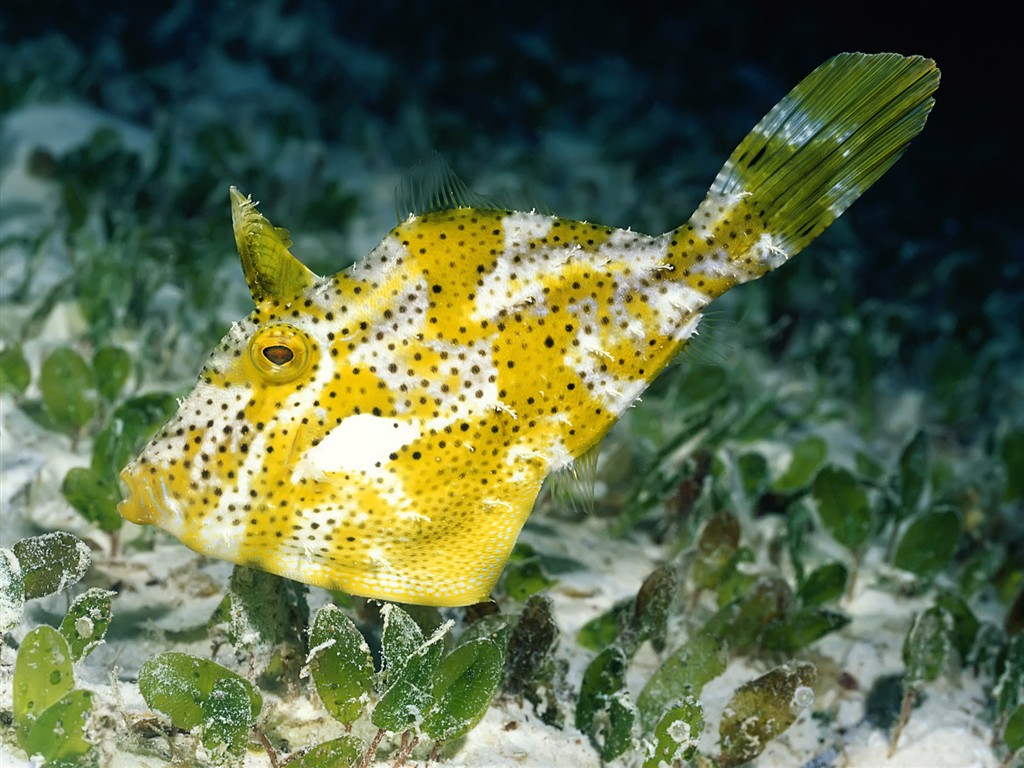 Zábava Underwater World (1) #1 - 1024x768