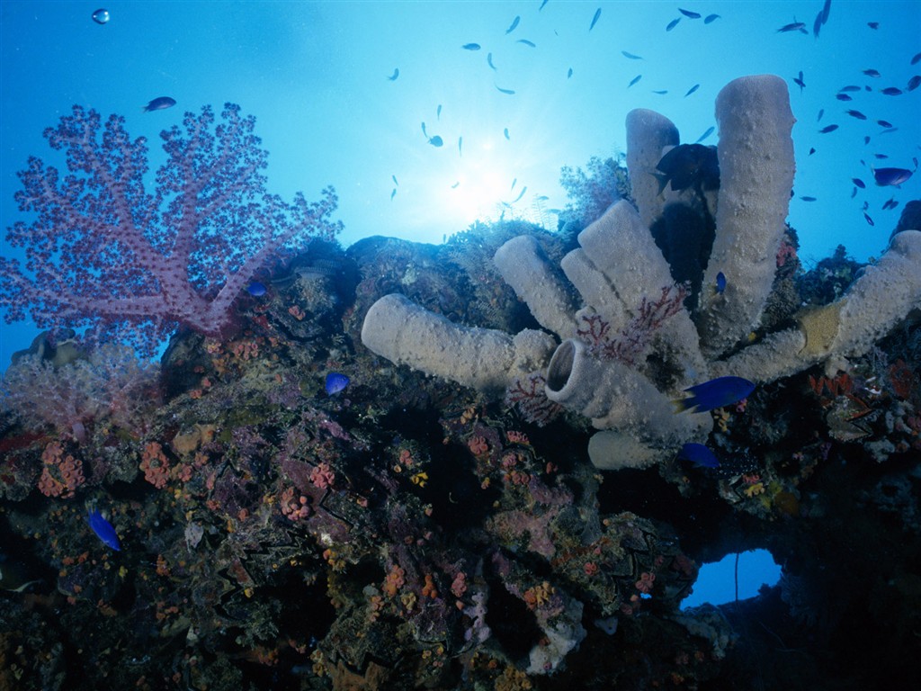 Zábava Underwater World (1) #11 - 1024x768