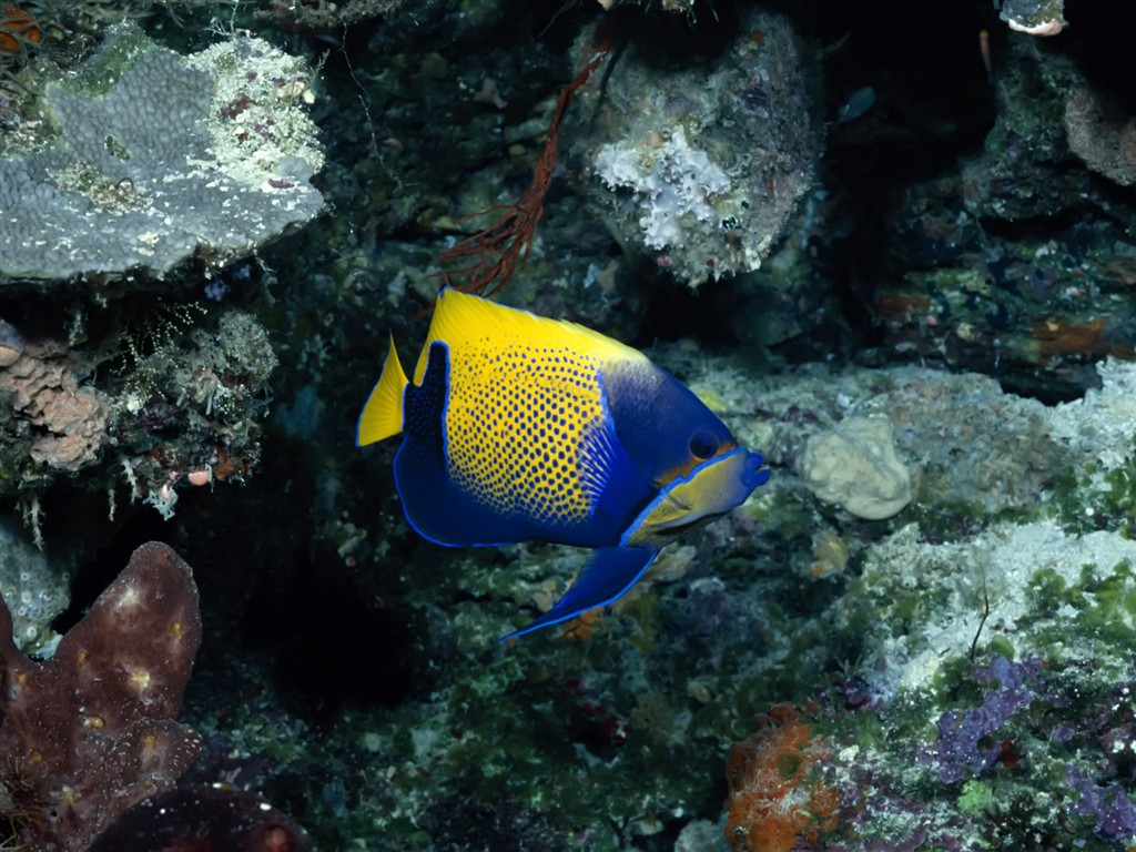 Fun Underwater World (1) #14 - 1024x768
