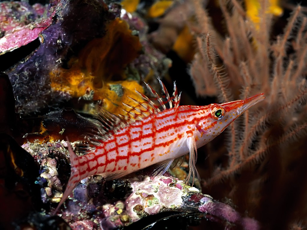 Zábava Underwater World (1) #17 - 1024x768