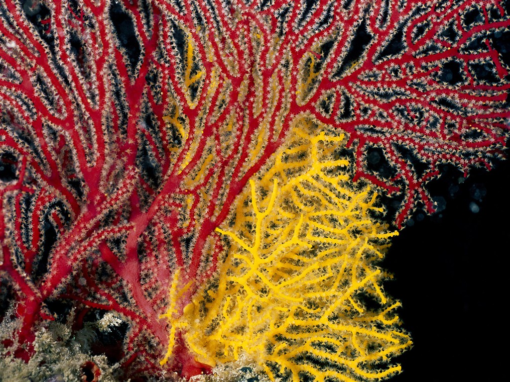 Zábava Underwater World (1) #18 - 1024x768