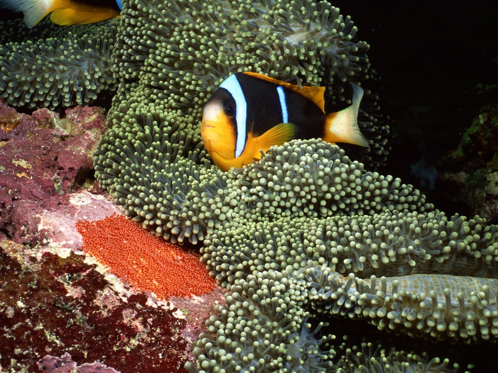 Zábava Underwater World (2) #1 - 1024x768