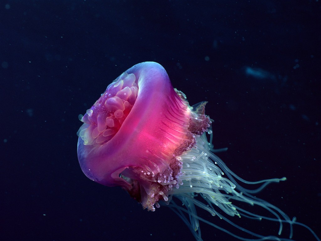 Zábava Underwater World (2) #4 - 1024x768