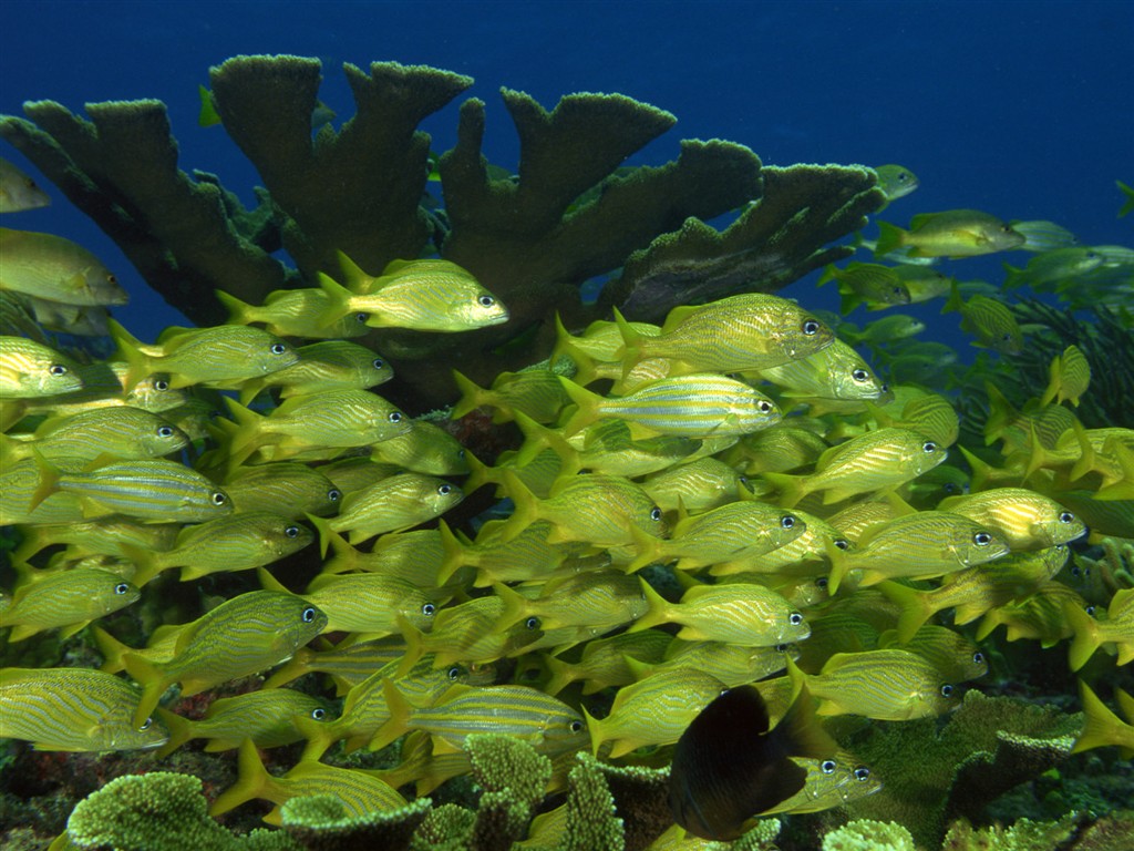 Zábava Underwater World (2) #14 - 1024x768