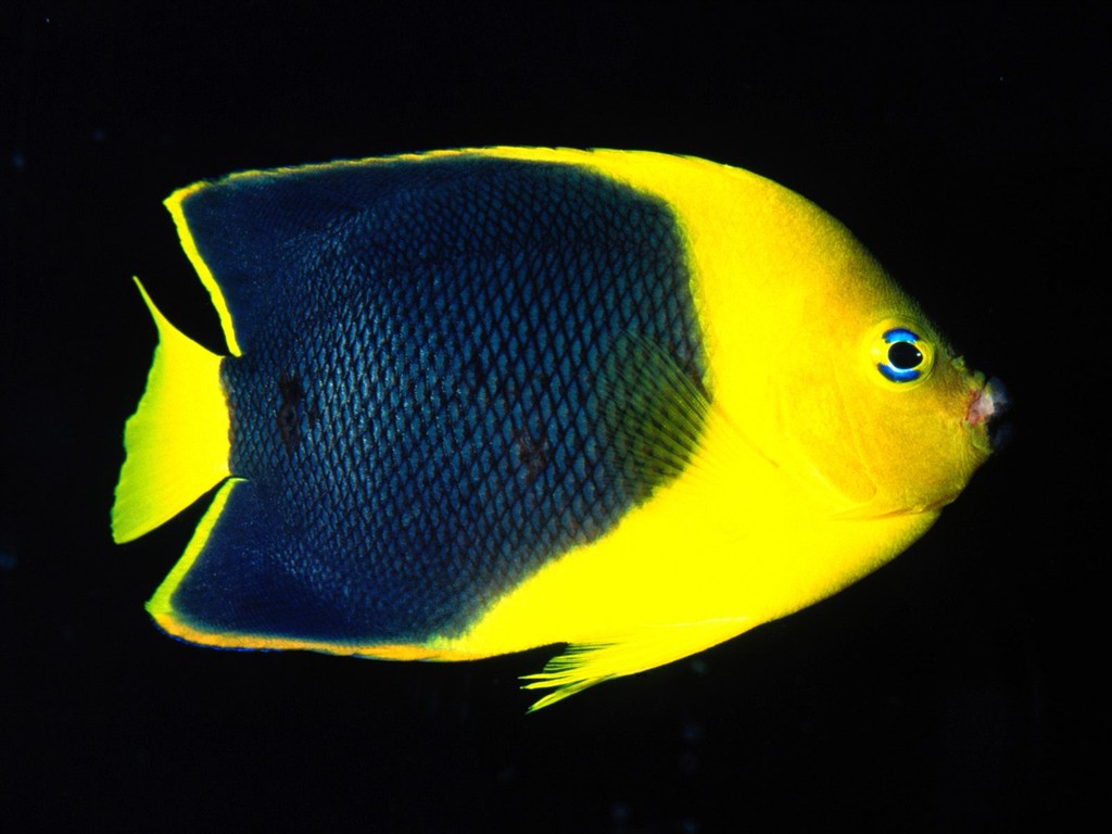 海洋生物壁紙精選(一) #3 - 1024x768