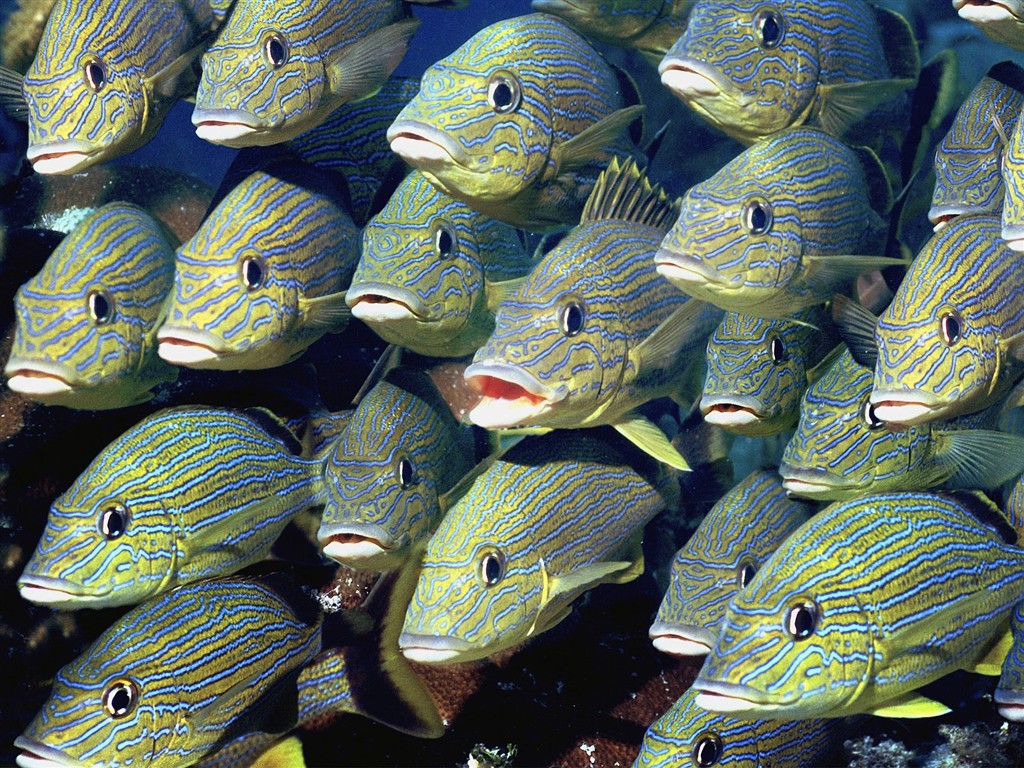 海洋生物壁紙精選(一) #9 - 1024x768