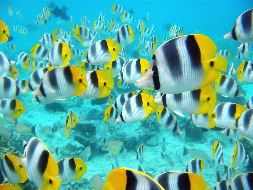海洋生物壁紙精選(一) #11 - 1024x768
