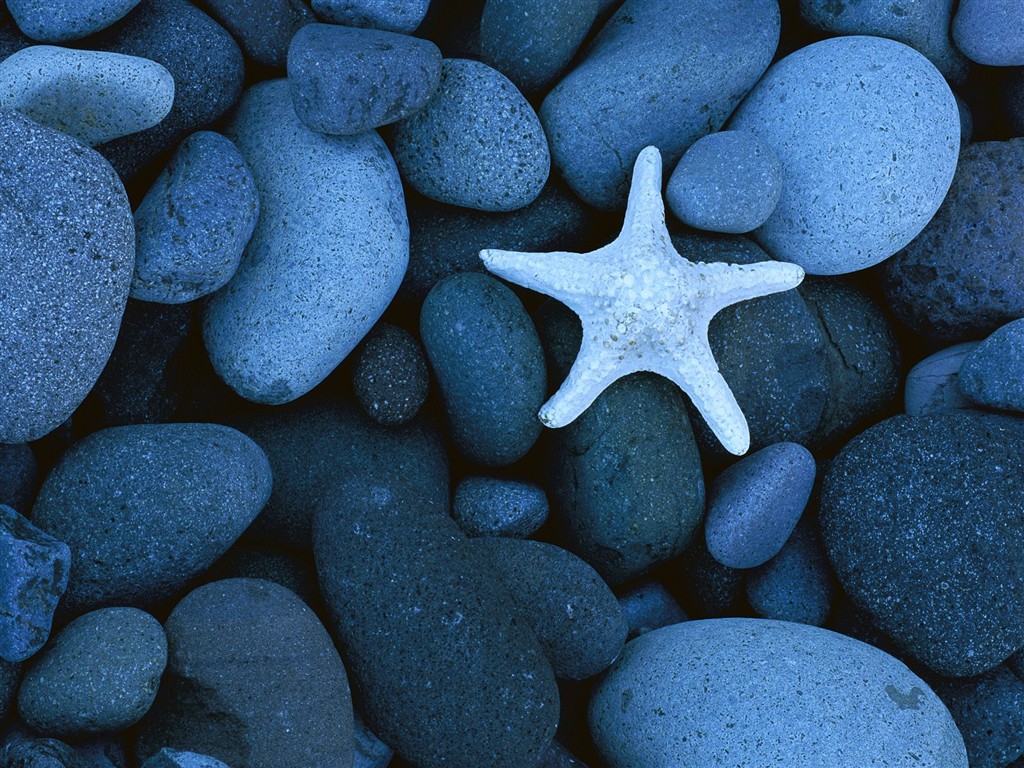 海洋生物壁紙精選(一) #16 - 1024x768