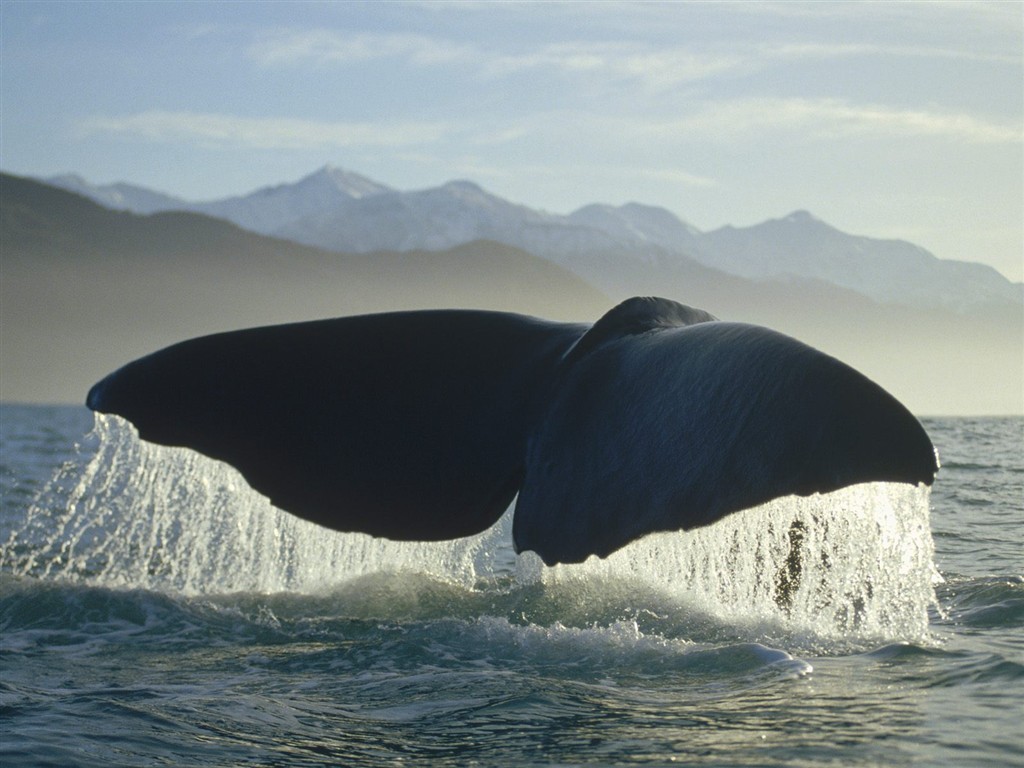 Marine Life Wallpaper Selection (1) #22 - 1024x768