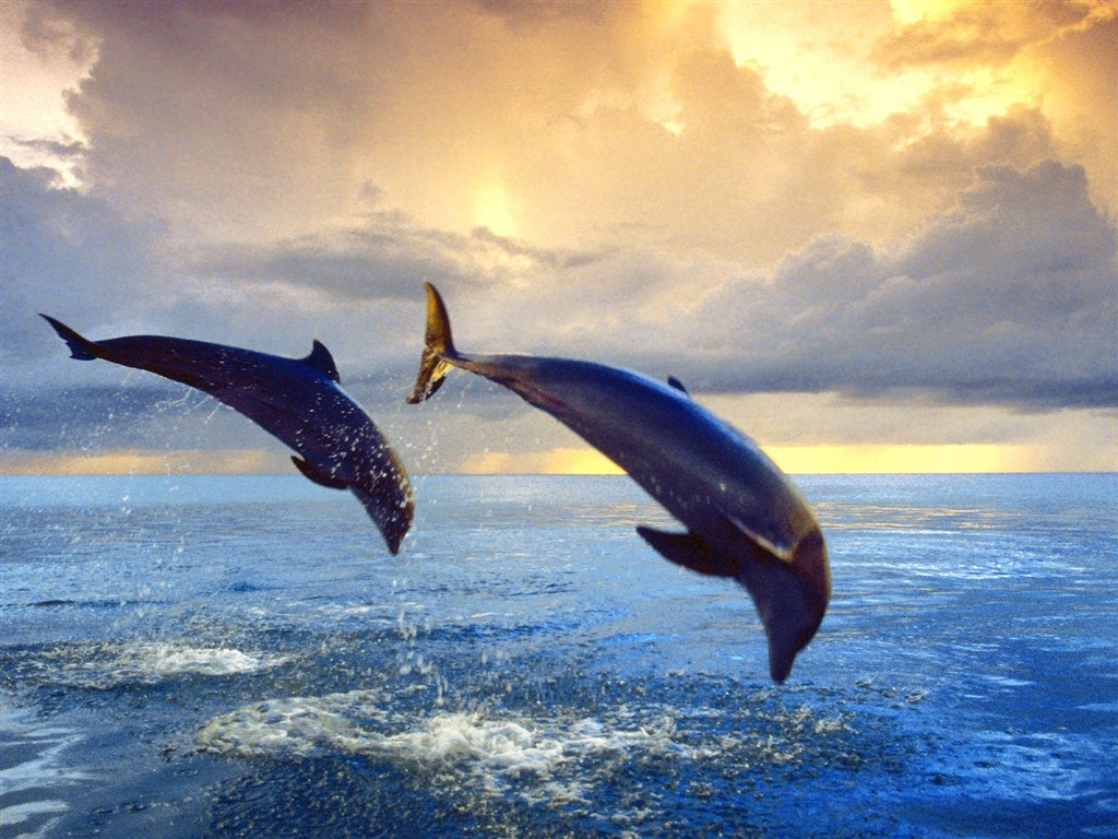 Marine Life Wallpaper výběr (2) #5 - 1024x768