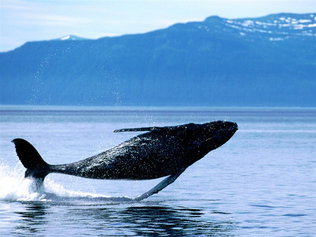 Marine Life Wallpaper výběr (2) #6 - 1024x768