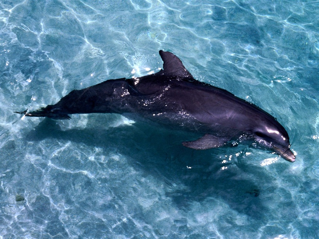 海洋生物壁紙精選(二) #10 - 1024x768