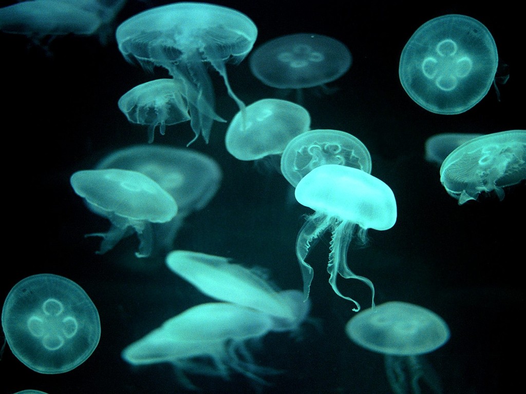 海洋生物壁紙精選(二) #15 - 1024x768