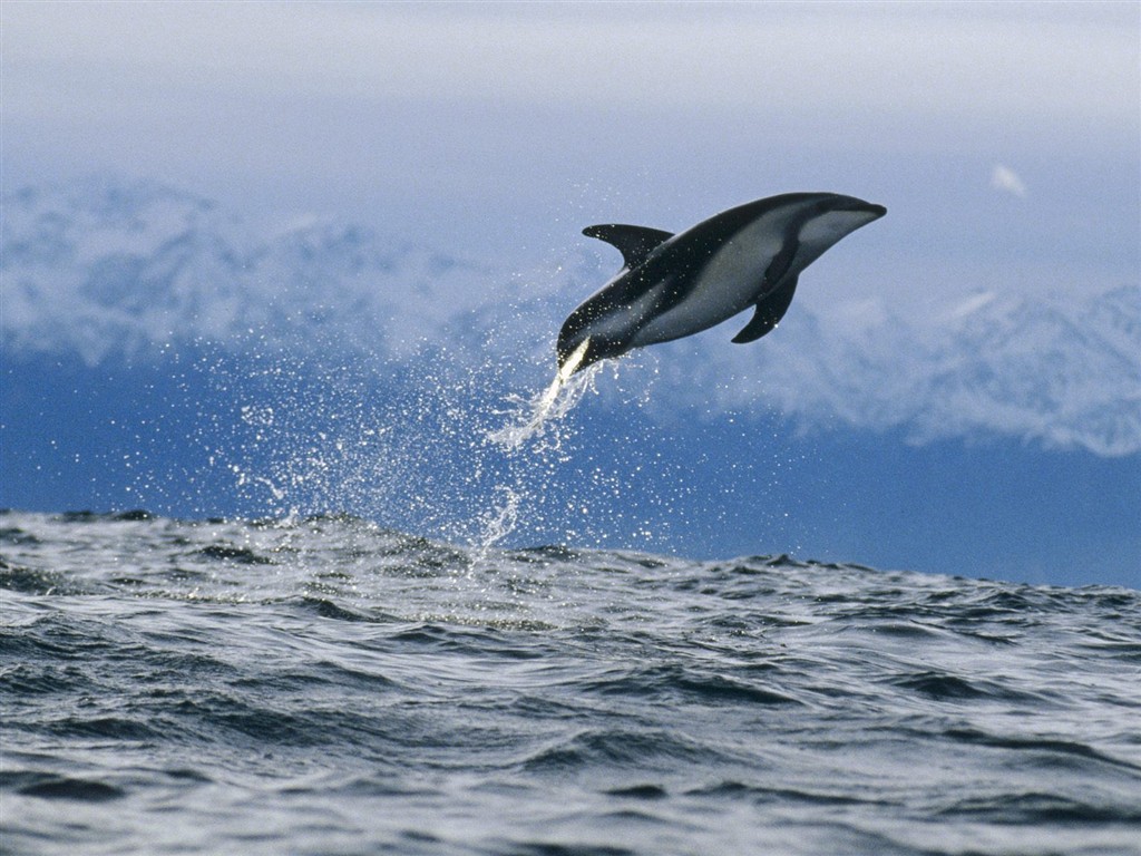 海洋生物壁紙精選(二) #16 - 1024x768