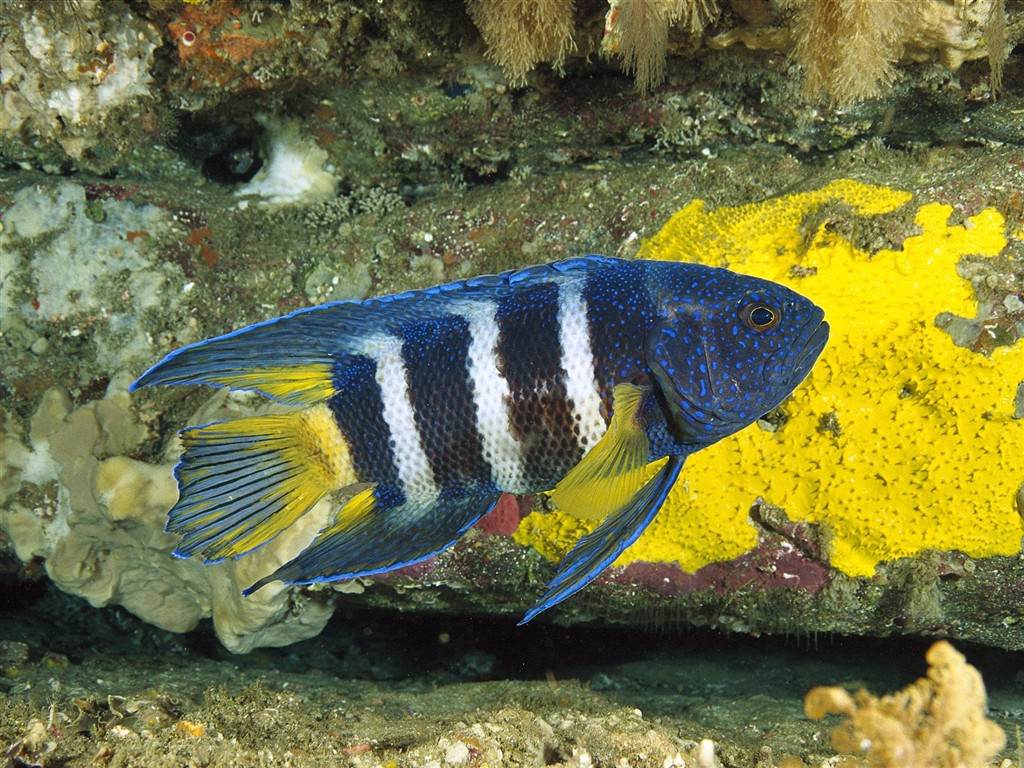 海洋生物壁紙精選(二) #17 - 1024x768