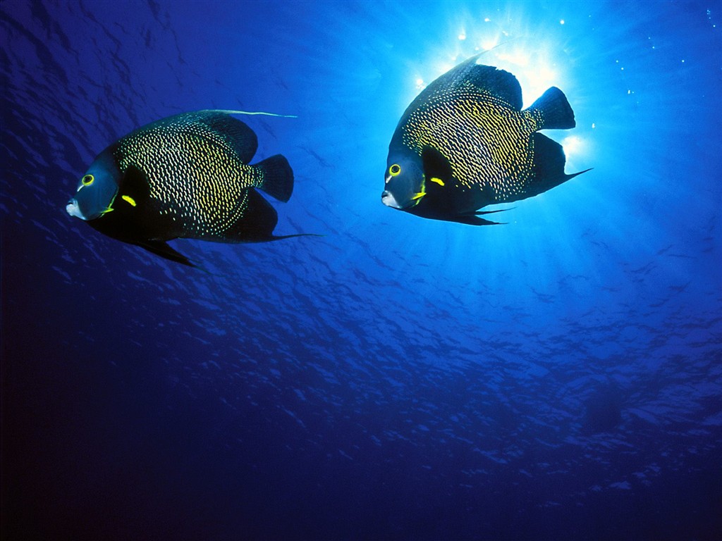 Marine Life Wallpaper Selection (2) #24 - 1024x768