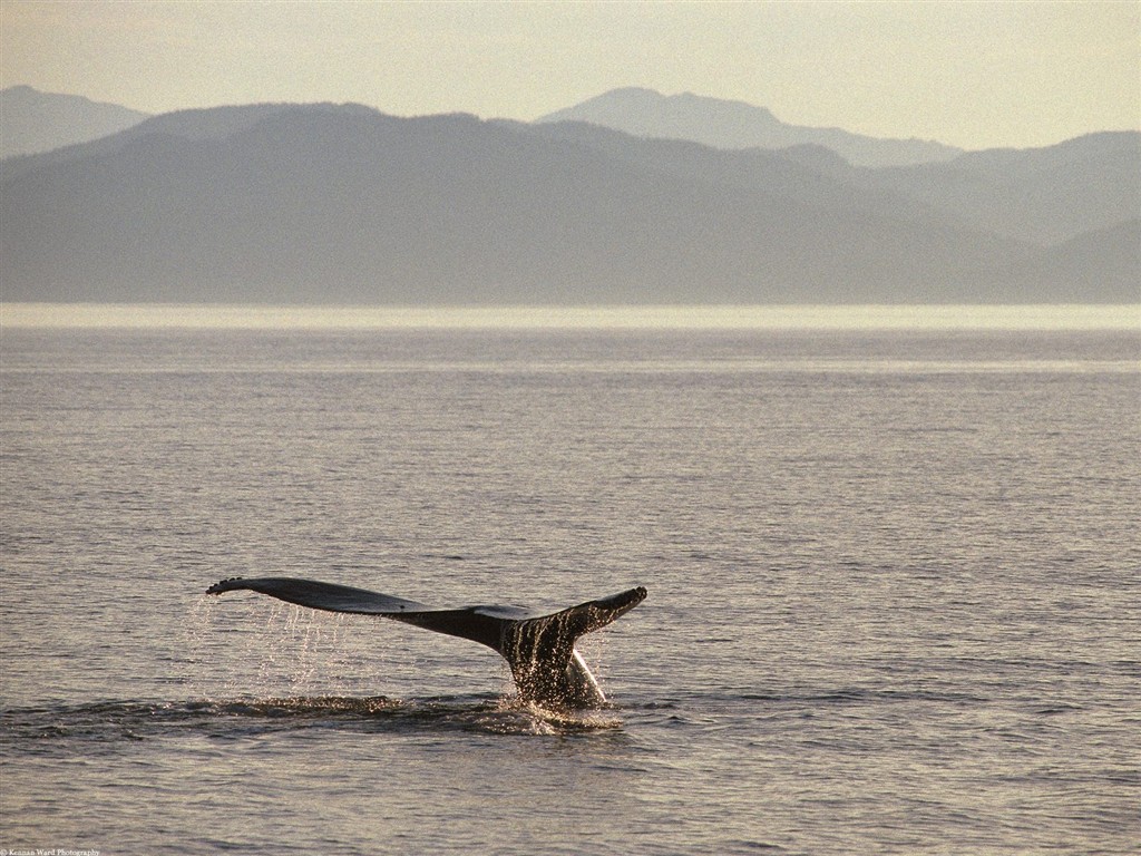 海洋生物壁紙精選(二) #30 - 1024x768