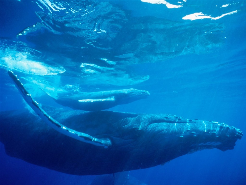 海洋生物壁紙精選(二) #33 - 1024x768