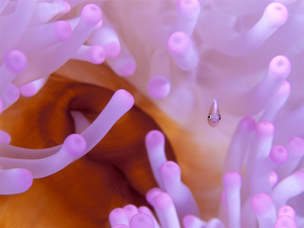 海洋生物壁紙精選(二) #36 - 1024x768