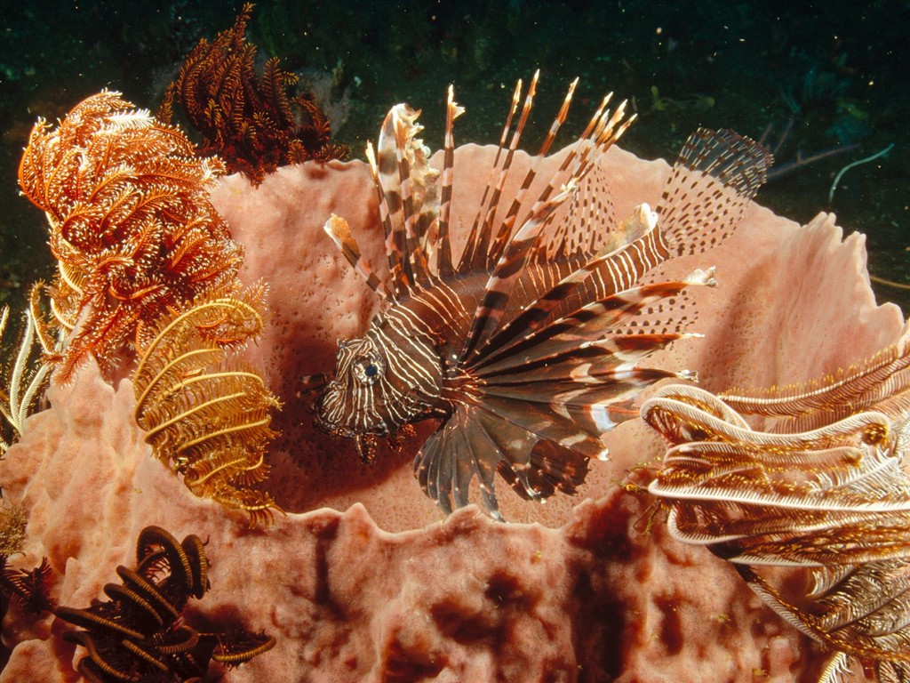 海洋生物壁紙精選(二) #40 - 1024x768